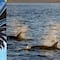 ¿Qué se celebra el 23 de julio? Hoy es el Día de Batman y el Día Mundial de las Ballenas y Delfines