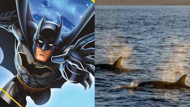 Hoy 23 de julio es el Día de Batman y el Día Mundial de las Ballenas y Delfines