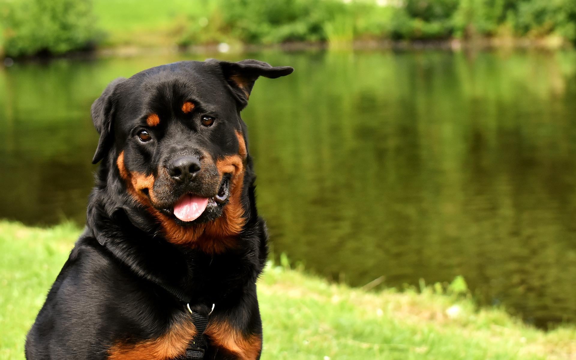 Perro raza rottweiler