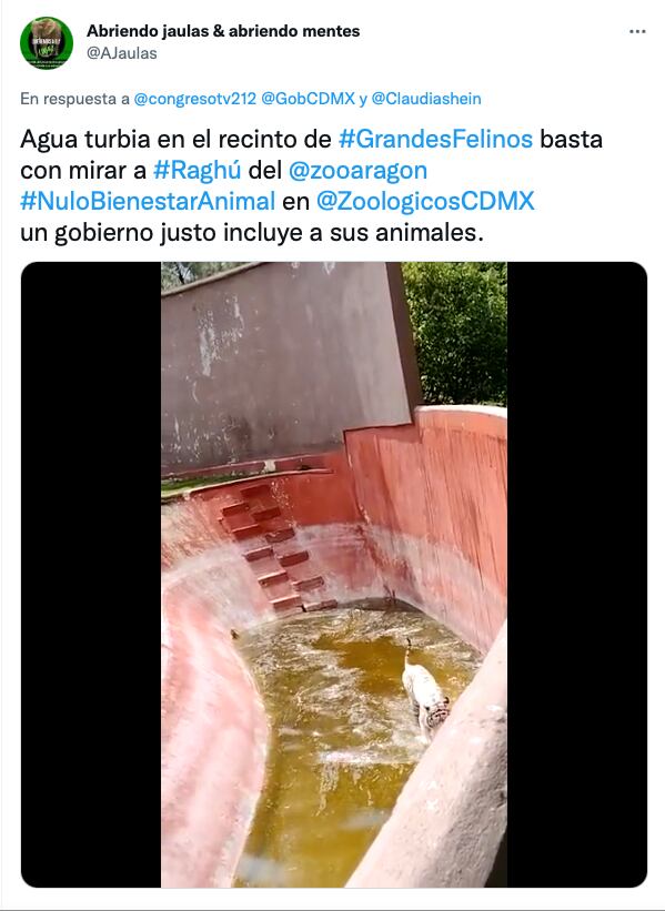 Tigre de bengala en estanque sucio y desnutrido