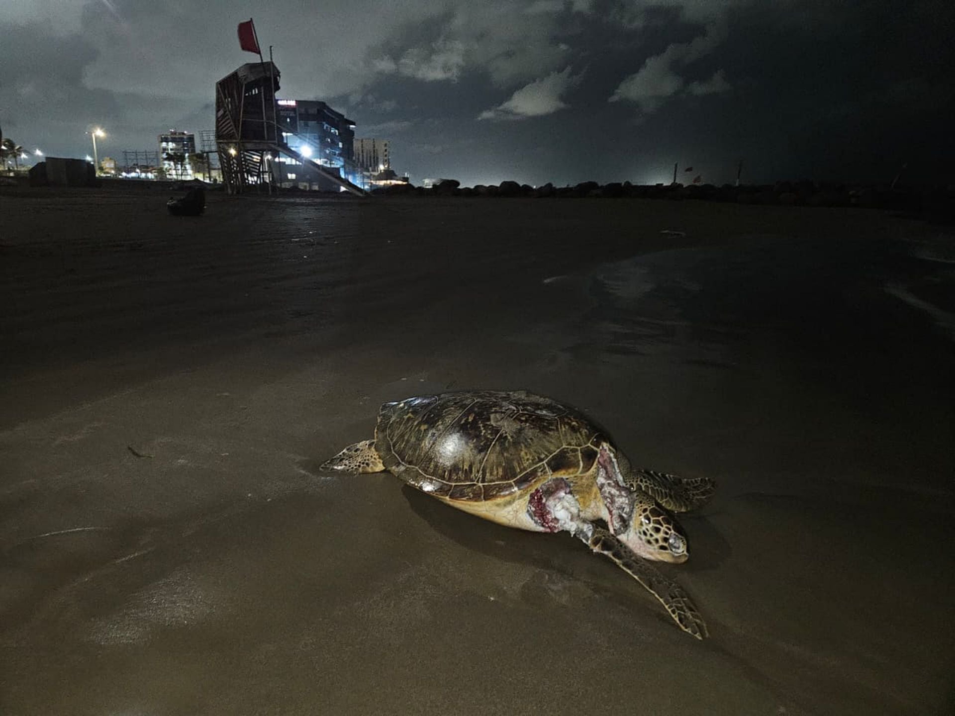 Greenpeace alerta daños en arrecifes del Golfo de México por derrame de petróleo
