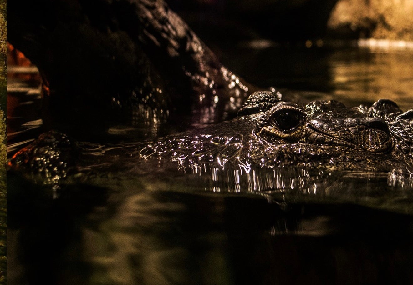 Cocodrilo negro en Acuario Inbursa