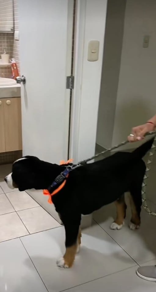 Ares, perro que quedó "pelón" y provocó el llanto de su dueña