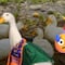 La popularidad del Pato Merlín enciende las alarmas por el abandono de patos Pekín