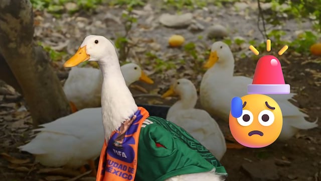 Alertan por riesgos de abandono de patos Pekín ante popularidad del Pato Merlín