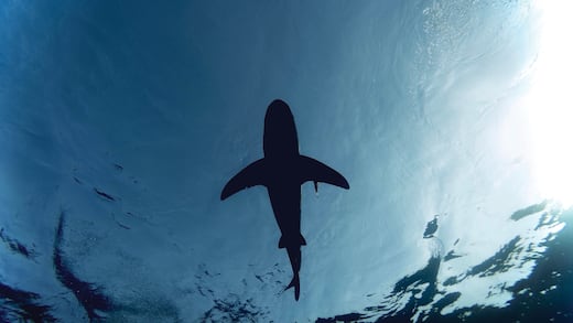 Encuentra fósil de un tiburón con alas en México