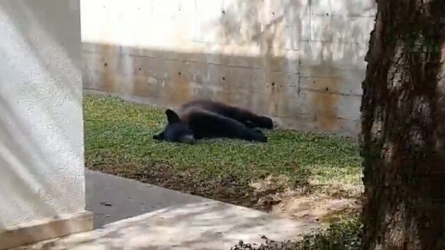 Oso durmiendo en jardín de una casa al sur de Monterrey