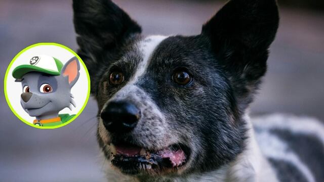 Cuidados y alimentación de un perro sin raza como Rocky de Paw Patrol