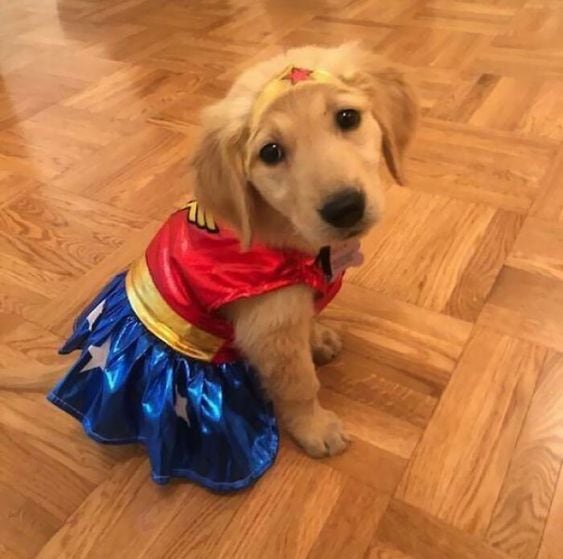 Disfraces de Halloween para perro