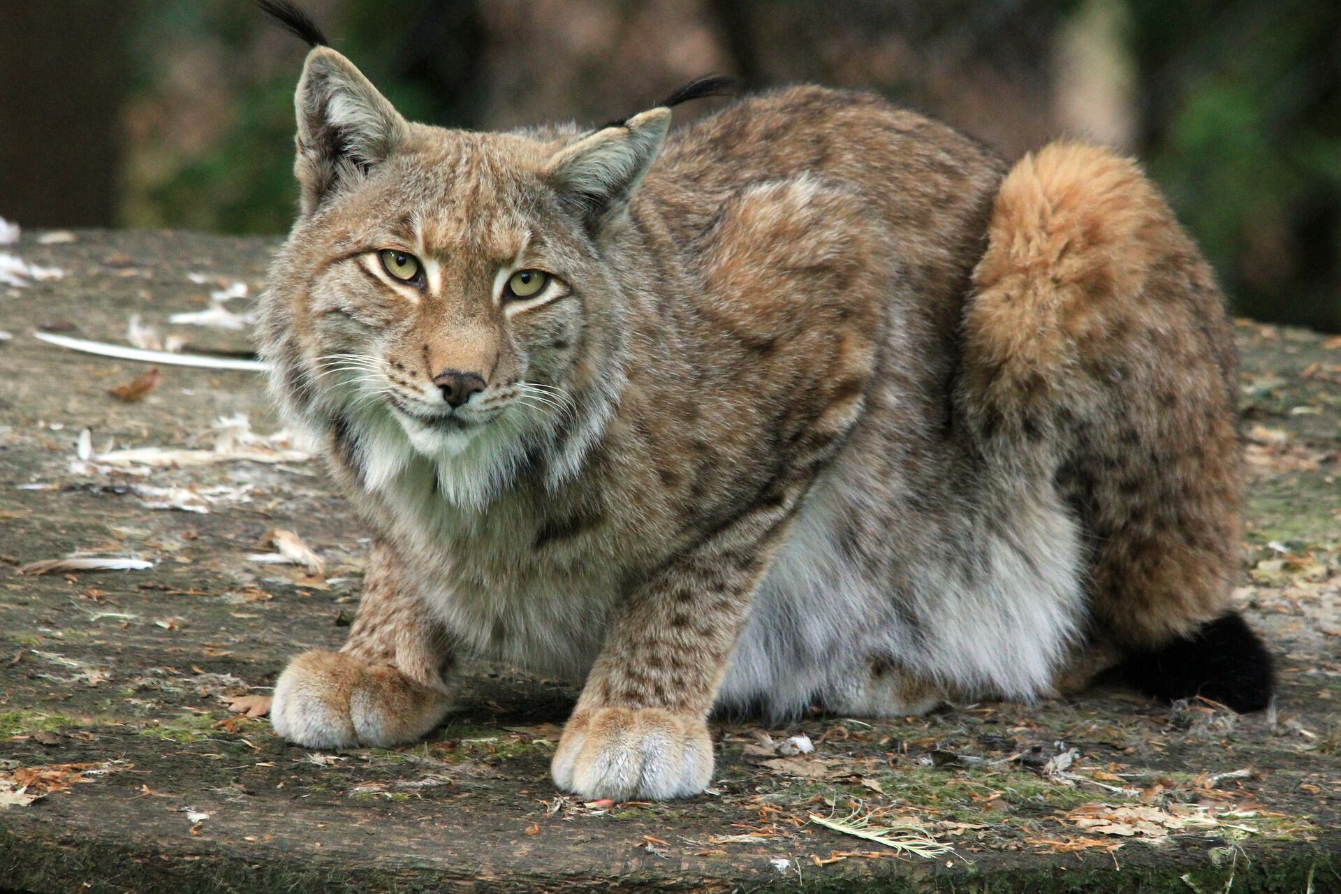Lince
