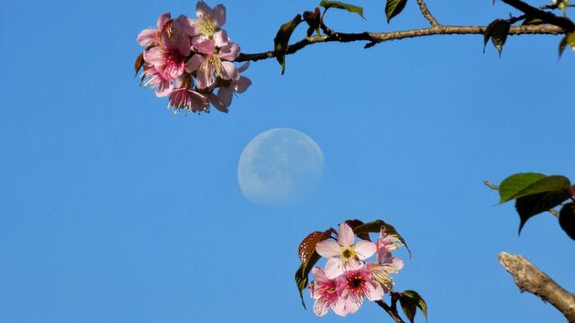 Luna de Flores