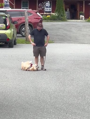 Perrito no quiso caminar más