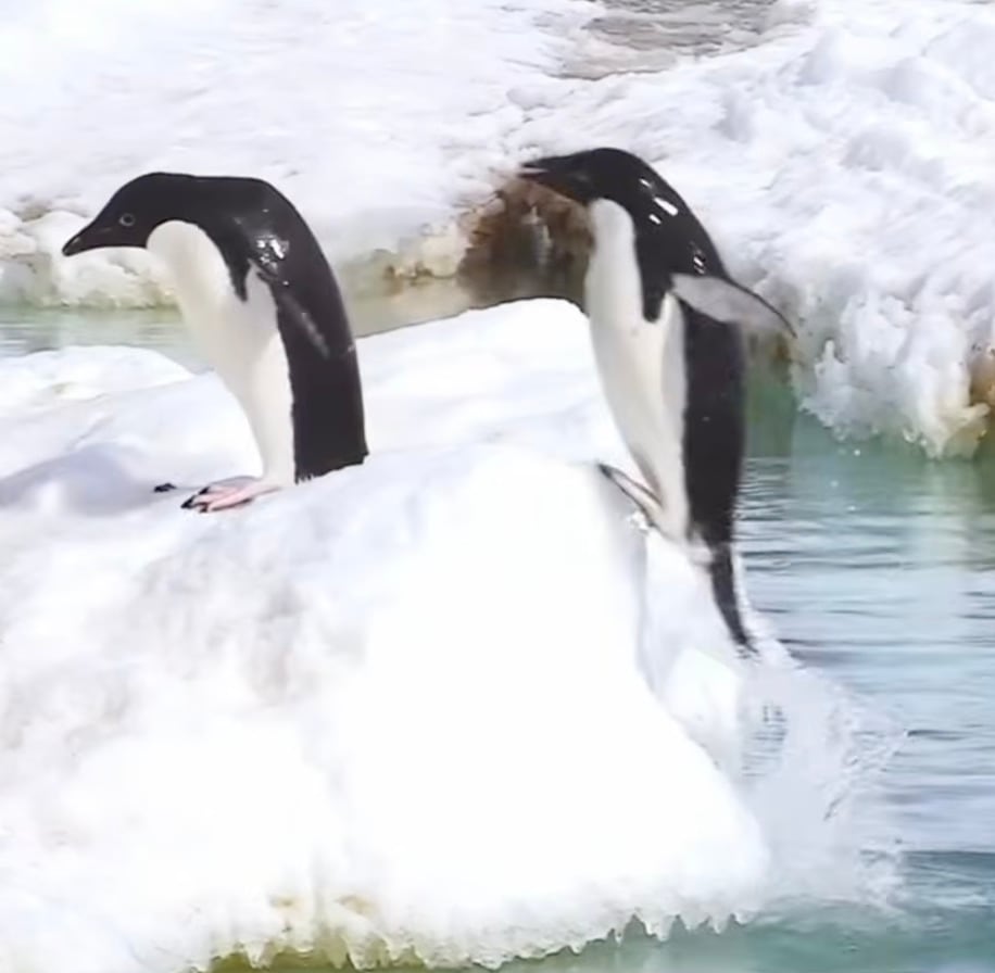 Pingüino de Adelia