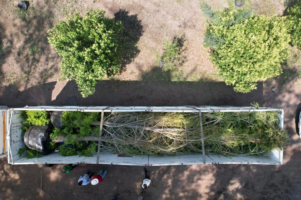 Ahuehuete y el ahuehuete de Reforma/Secretaría del Medio Ambiente de la CDMX