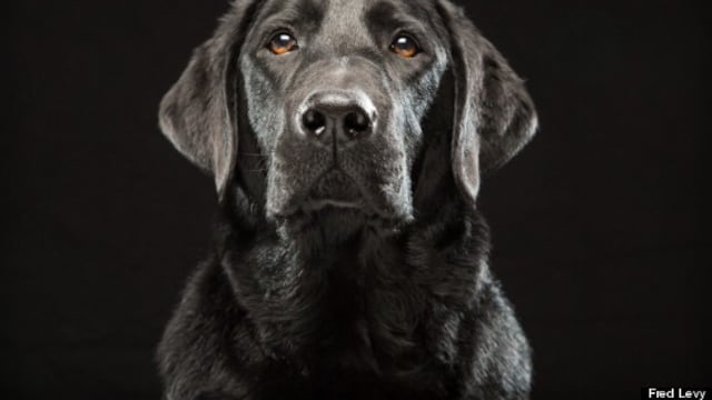 Fred Levy nos muestra por qué los perros negros son hermosos y las dificultades que enfrentan al esperar la adopción.