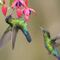 La naturaleza encuentra un camino: Especies que ya no se veían en la CDMX regresan poco a poco y esta es la razón