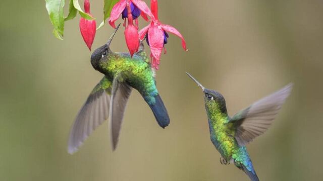 Colibríes.
