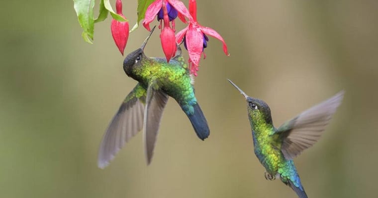 Colibríes.