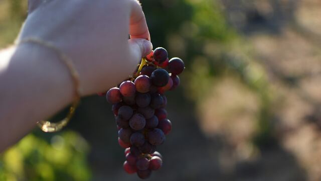 Los 12 deseos con 12 uvas para Año nuevo