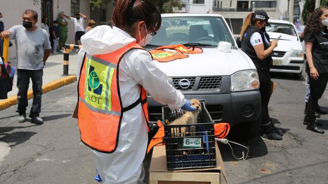En CDMX condenan a 2 años de cárcel a sujeto que maltrató a más 20 perritos
