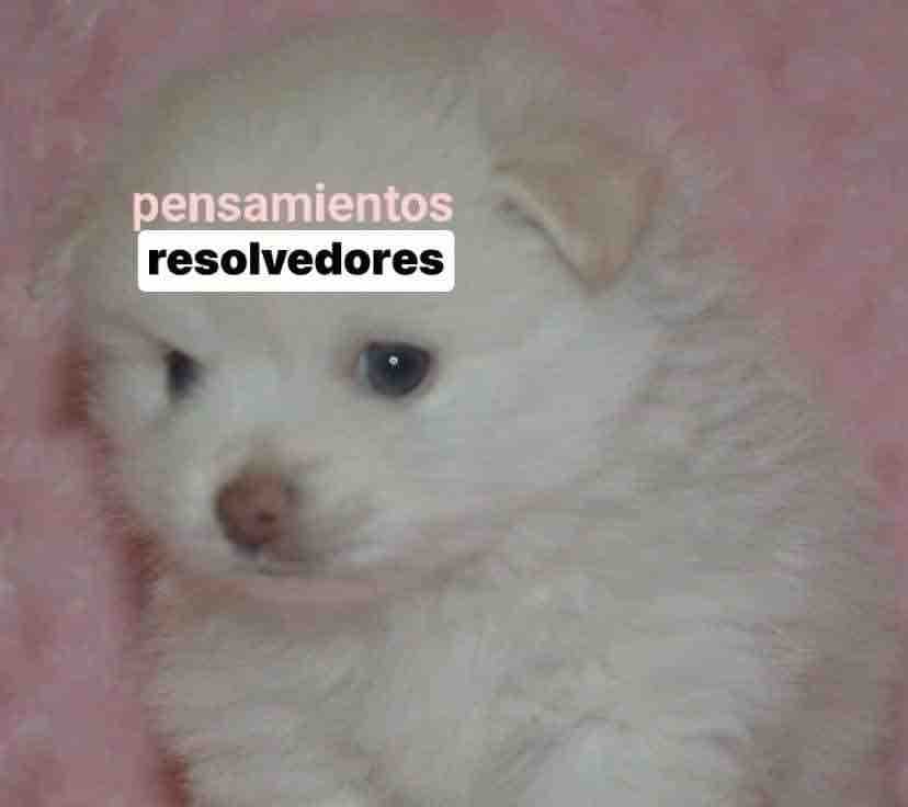 ¿Qué significan los memes de resolver?