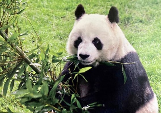 Shuan Shuan, panda gigante del Zoológico de Chapultepec