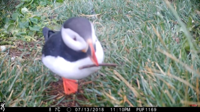 Frailecillo se rasca con un palo