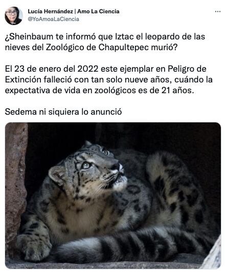 Iztac, el leopardo de las nieves del Zoológico de Chapultepec, murió