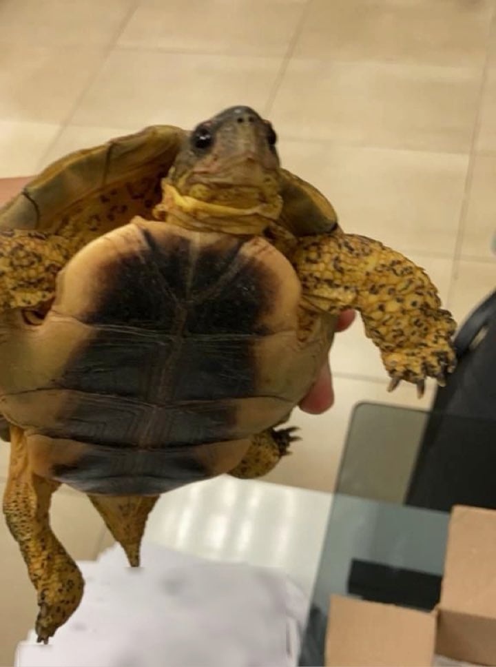 Tortuga terrestre en aeropuerto de Mérida