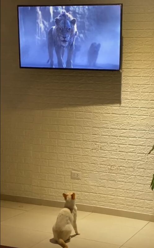 Gatito viendo El rey león