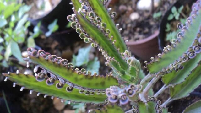 ¡La naturaleza sigue dando sorpresas!