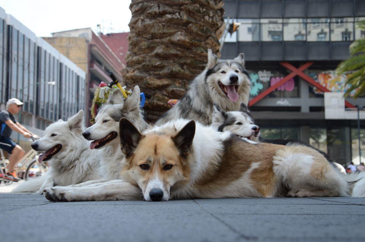 Perros callejeros