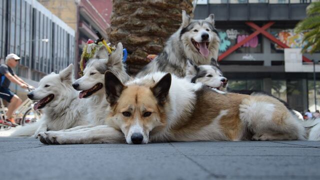 Imagen ilustrativa de un perrito.