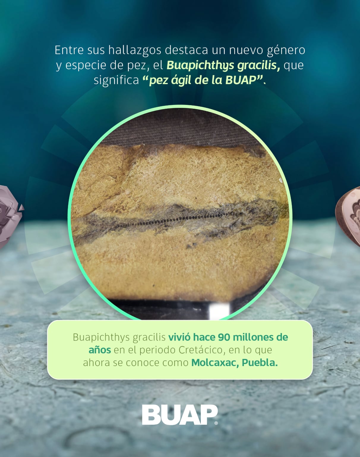 BUAP analiza fósiles marinos, mamuts y polen para reconstruir la historia natural