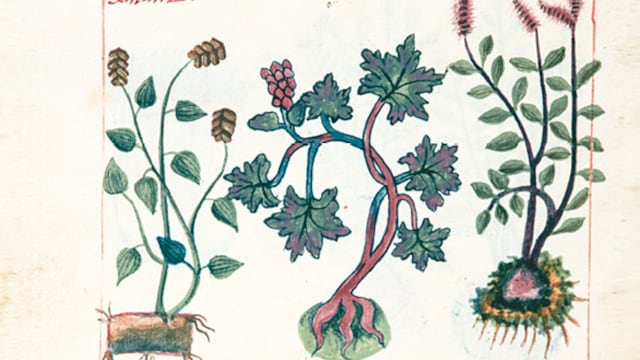 Códice Cruz-Badiano