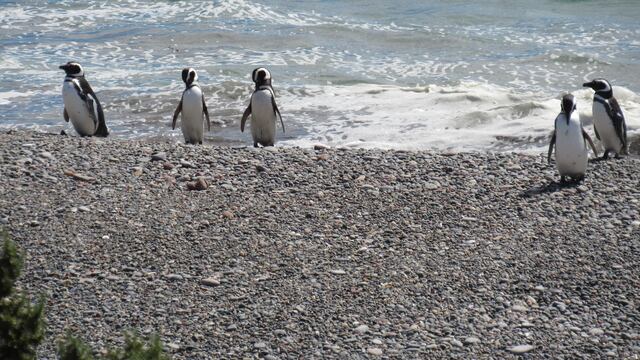 Pingüinos de magallanes