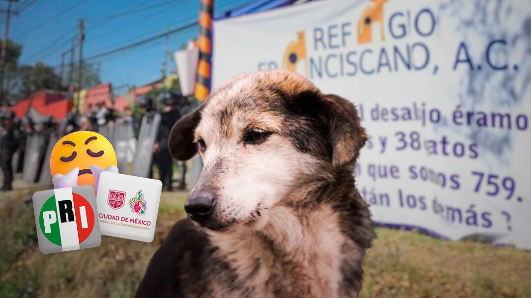 PRI pide al Gobierno de la CDMX informar sobre animales del Refugio Franciscano