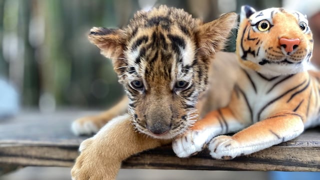 ¡Se busca nombre! en el Zoológico de Culiacán acaba de nacer un pequeño tigre