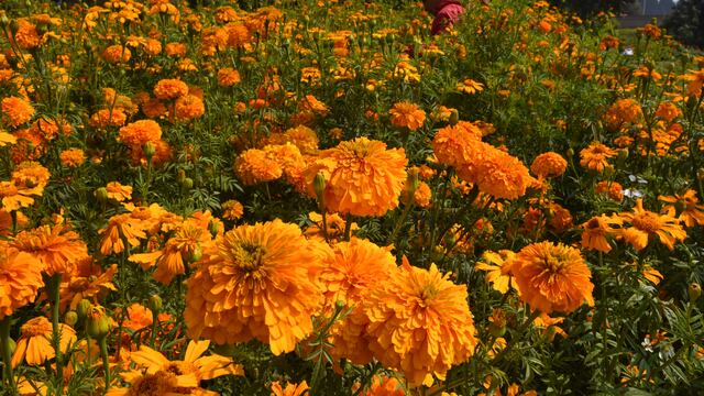 Cempasúchil en Francisco Putla en Tenango Del Valle