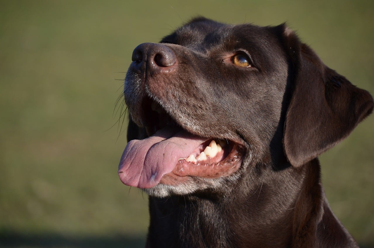 Perro feliz