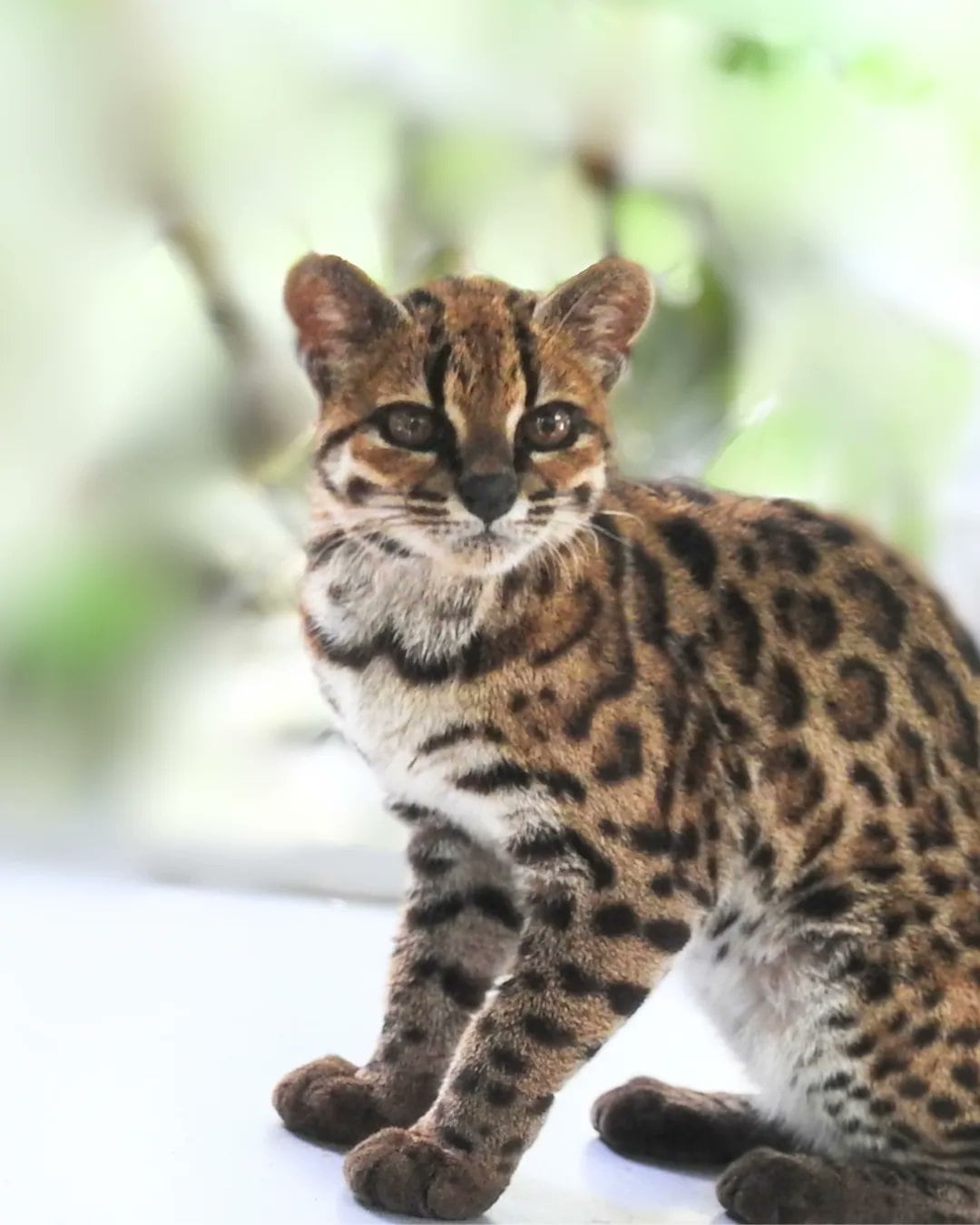 Redescubren a gato salvaje en Bolivia;no aparecía en más de 100 años