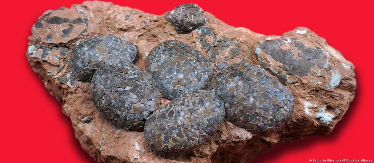 Huevos cristalizados de dinosaurio