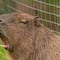 VIDEO: Capibara atacó a una joven en Colombia y por poco no la cuenta