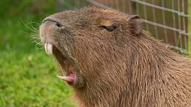 Capibara atacó a un joven en Colombia