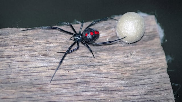 El significado de soñar arañas viudas negras