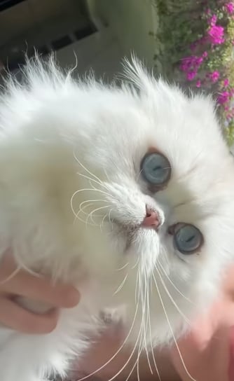 Glen, el gato de Belinda