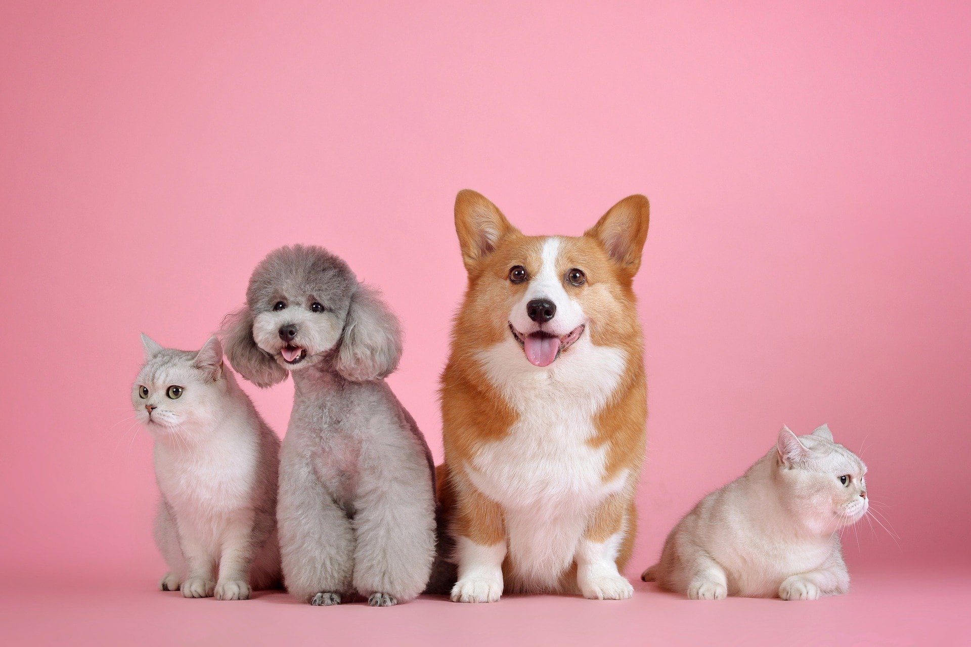 Mascotas perros y gatos