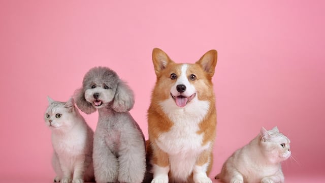 Mascotas perros y gatos