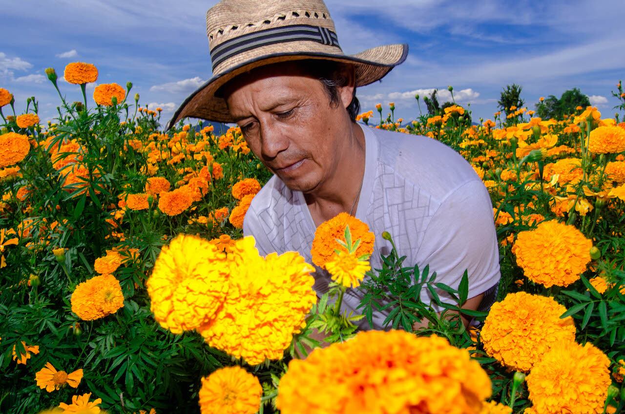 Lo que no sabías de la bellísima flor de Cempasúchitl
