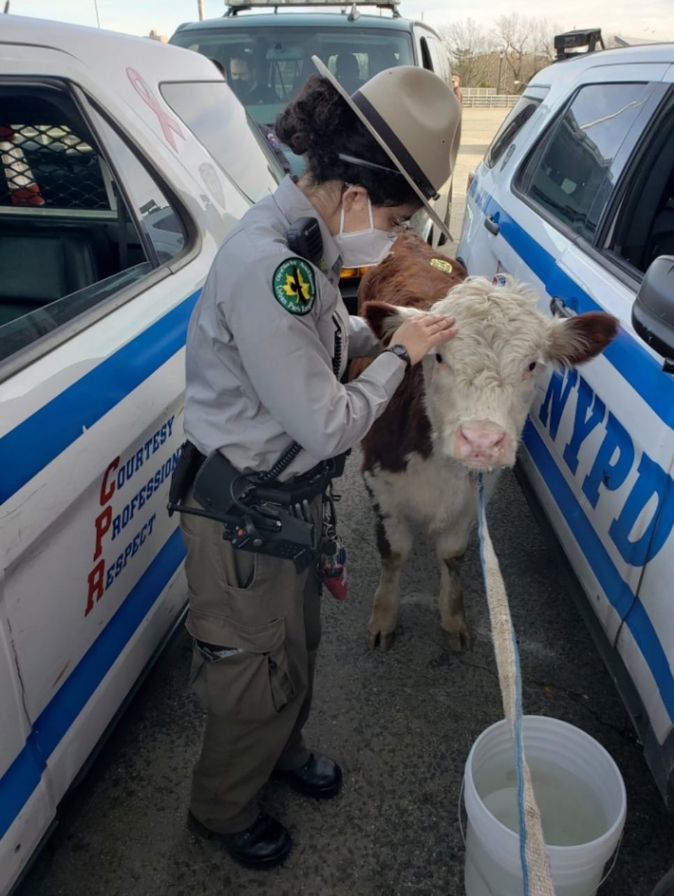 Vaca huye del matadero